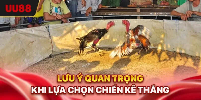 Lưu ý quan trọng khi lựa chọn chiến kê thắng